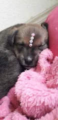 Bolinha