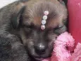 Bolinha