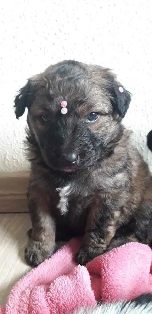 Cachorro ra a Amada idade Abaixo de 2 meses nome Muitos bebês 