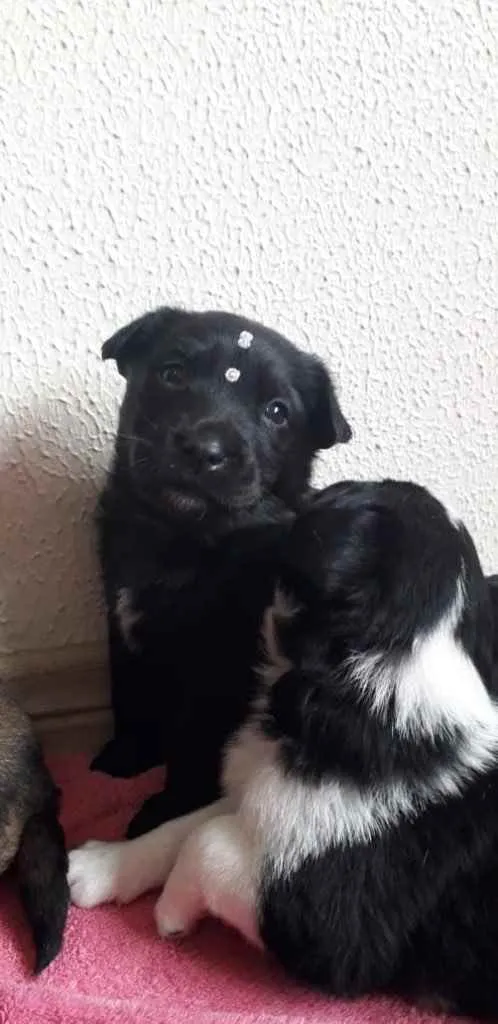 Cachorro ra a Amada idade Abaixo de 2 meses nome Muitos bebês 