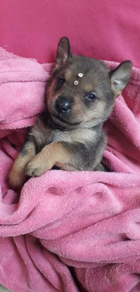 Cachorro ra a Amada idade Abaixo de 2 meses nome Muitos bebês 