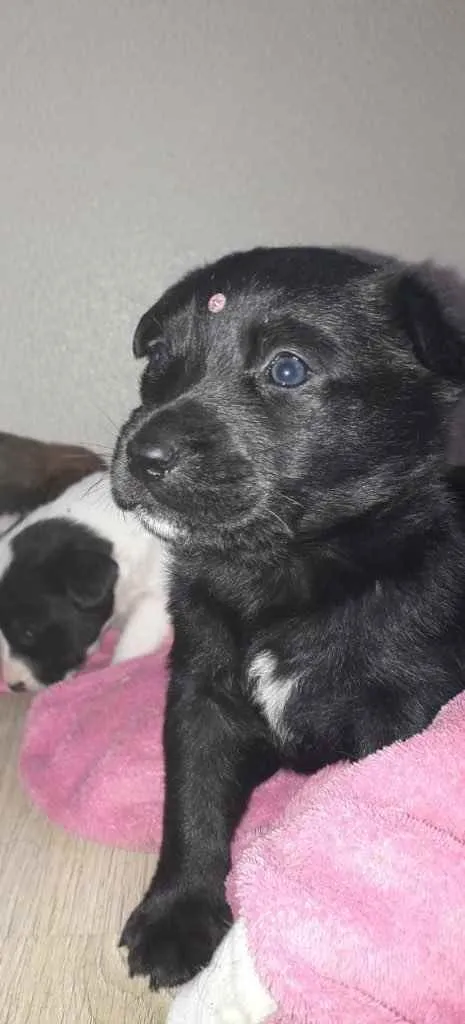 Cachorro ra a Amada idade Abaixo de 2 meses nome Muitos bebês 