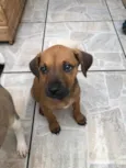 Cachorro raça SRD  idade Abaixo de 2 meses nome Sem Nome