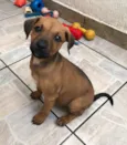 Cachorro raça SRD  idade Abaixo de 2 meses nome Sem Nome