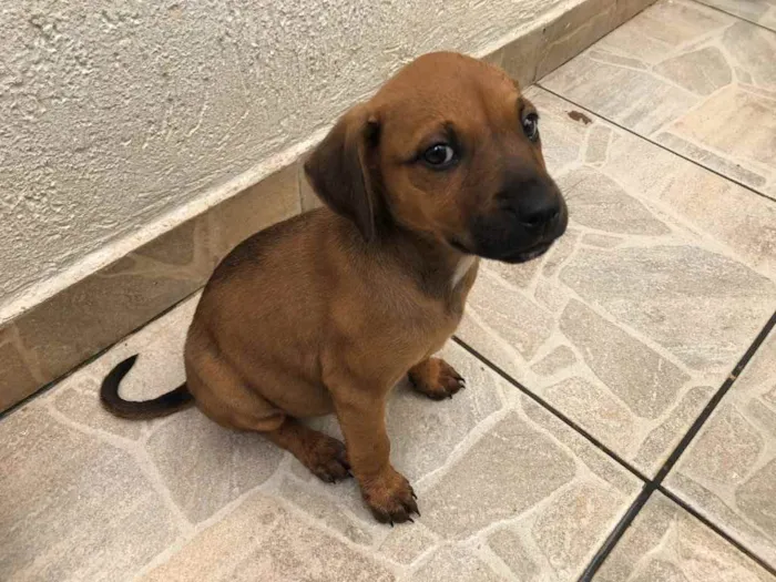 Cachorro raça SRD  idade Abaixo de 2 meses nome Sem Nome