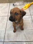 Cachorro raça SRD  idade Abaixo de 2 meses nome Sem Nome