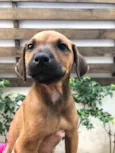 Cachorro raça SRD  idade Abaixo de 2 meses nome Sem Nome