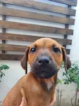 Cachorro raça SRD  idade Abaixo de 2 meses nome Sem Nome