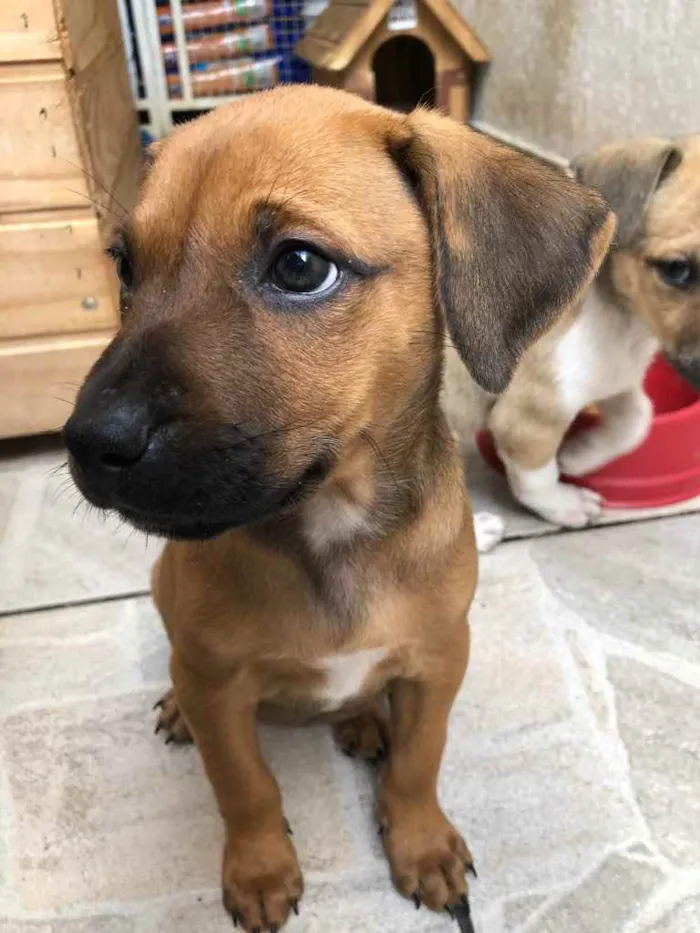 Cachorro raça SRD  idade Abaixo de 2 meses nome Sem Nome