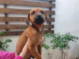 Cachorro raça SRD  idade Abaixo de 2 meses nome Sem Nome