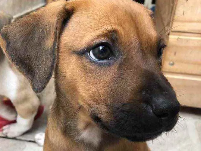 Cachorro raça SRD  idade Abaixo de 2 meses nome Sem Nome