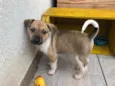 Cachorro raça SRD idade Abaixo de 2 meses nome Sem Nome