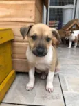 Cachorro raça SRD idade Abaixo de 2 meses nome Sem Nome