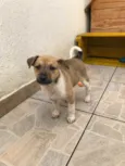 Cachorro raça SRD idade Abaixo de 2 meses nome Sem Nome