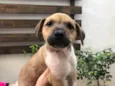 Cachorro raça SRD idade Abaixo de 2 meses nome Sem Nome
