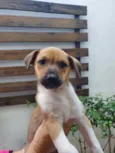 Cachorro raça SRD idade Abaixo de 2 meses nome Sem Nome