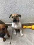 Cachorro raça SRD idade Abaixo de 2 meses nome Sem Nome