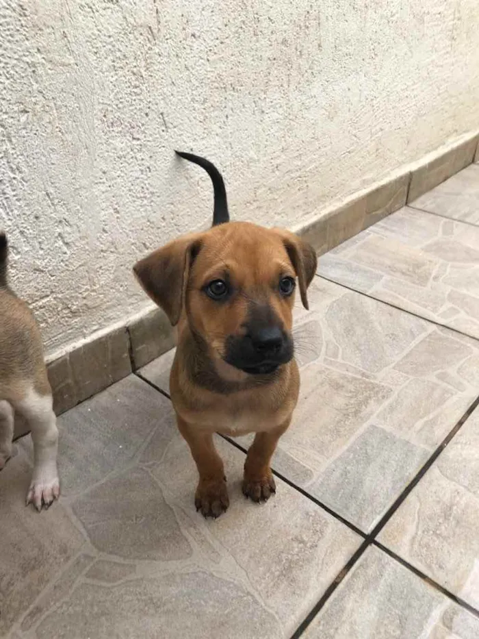 Cachorro raça SRD  idade Abaixo de 2 meses nome Sem Nome