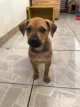 Cachorro raça SRD  idade Abaixo de 2 meses nome Sem Nome