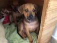 Cachorro raça SRD  idade Abaixo de 2 meses nome Sem Nome