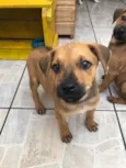 Cachorro raça SRD  idade Abaixo de 2 meses nome Sem Nome