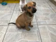 Cachorro raça SRD  idade Abaixo de 2 meses nome Sem Nome