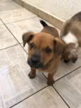 Cachorro raça SRD idade Abaixo de 2 meses nome Sem Nome