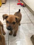 Cachorro raça SRD idade Abaixo de 2 meses nome Sem Nome