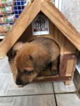 Cachorro raça SRD idade Abaixo de 2 meses nome Sem Nome