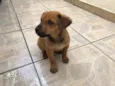 Cachorro raça SRD idade Abaixo de 2 meses nome Sem Nome