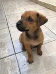 Cachorro raça SRD idade Abaixo de 2 meses nome Sem Nome
