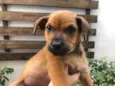 Cachorro raça SRD idade Abaixo de 2 meses nome Sem Nome