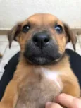 Cachorro raça SRD idade Abaixo de 2 meses nome Sem Nome