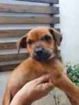 Cachorro raça SRD idade Abaixo de 2 meses nome Sem Nome