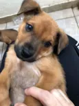 Cachorro raça SRD idade Abaixo de 2 meses nome Sem Nome