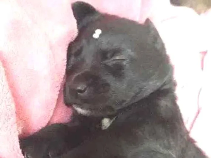 Cachorro ra a Amada idade Abaixo de 2 meses nome Crispy 