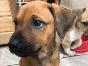 Cachorro raça SRD  idade Abaixo de 2 meses nome Sem Nome