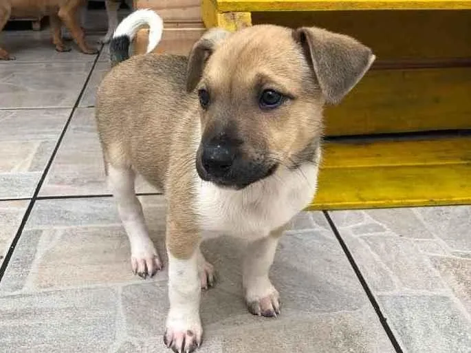 Cachorro raça SRD idade Abaixo de 2 meses nome Sem Nome