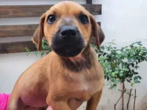 Cachorro raça SRD  idade Abaixo de 2 meses nome Sem Nome