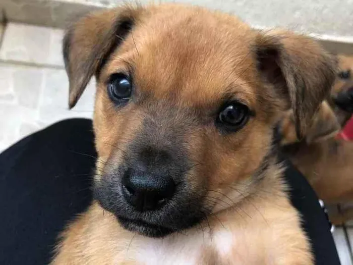 Cachorro raça SRD idade Abaixo de 2 meses nome Sem Nome