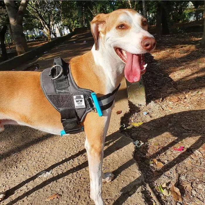 Cachorro ra a SRD idade 3 anos nome Frederico GRATIFICA