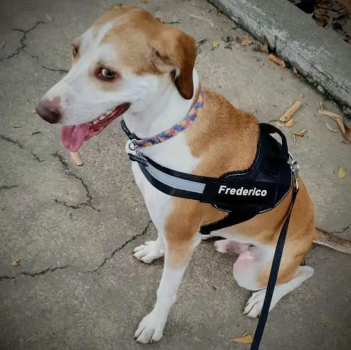 Cachorro ra a SRD idade 3 anos nome Frederico GRATIFICA
