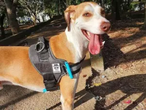 Cachorro raça SRD idade 3 anos nome Frederico GRATIFICA