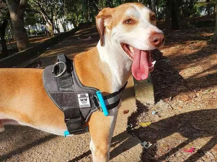 Cachorro ra a SRD idade 3 anos nome Frederico GRATIFICA