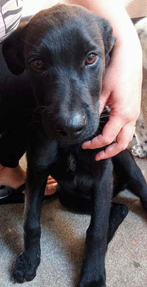 Cachorro raça Misturado com pastor belga idade 2 a 6 meses nome Pretinho