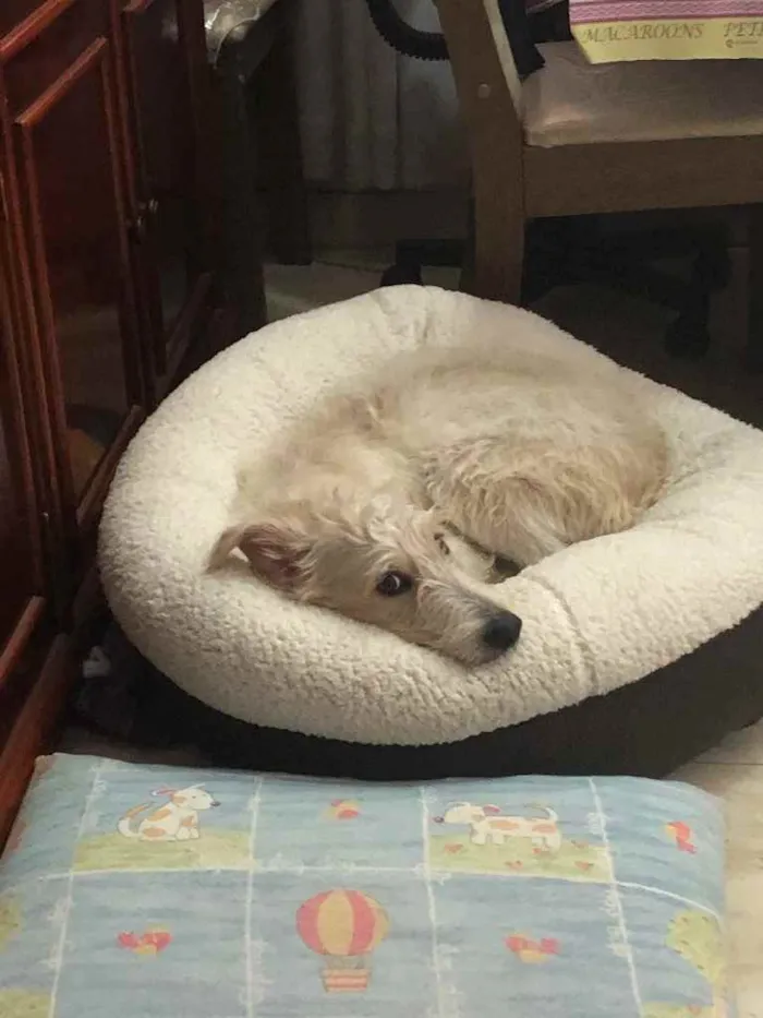 Cachorro ra a SRF Estopinha idade 7 a 11 meses nome Denis