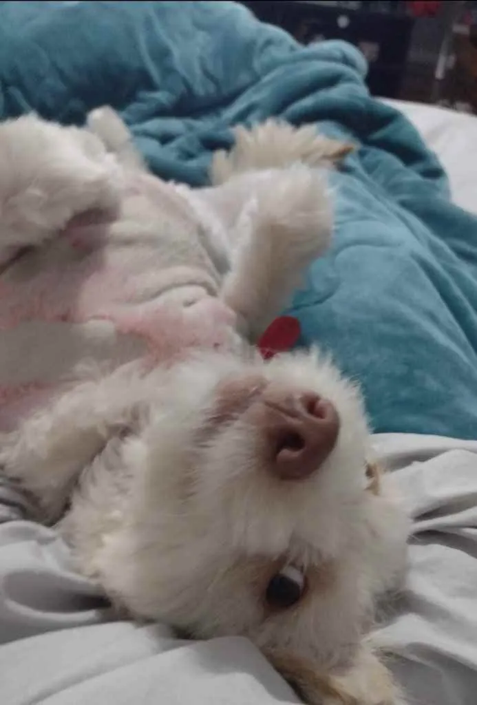 Cachorro ra a SRF Estopinha idade 7 a 11 meses nome Denis