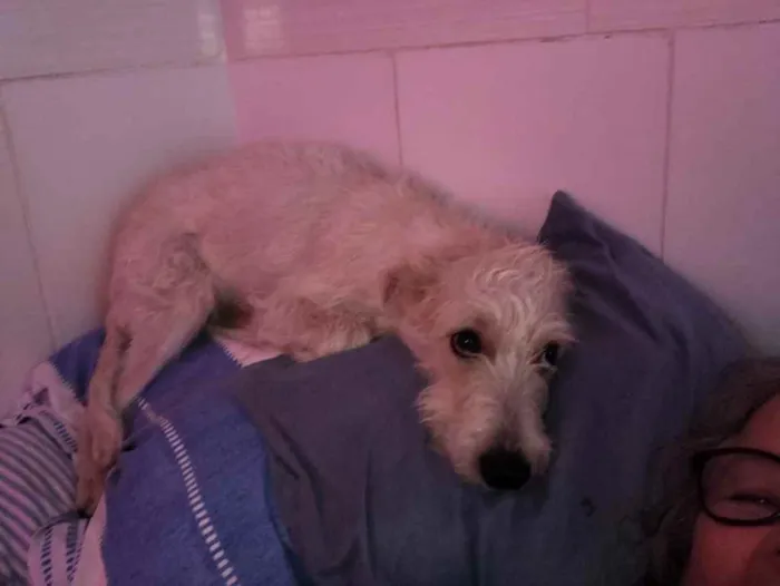 Cachorro ra a SRF Estopinha idade 7 a 11 meses nome Denis