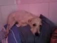 Denis
