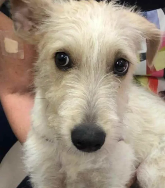 Cachorro ra a SRF Estopinha idade 7 a 11 meses nome Denis